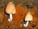 Coprinellus radians image