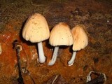 Coprinellus radians image