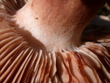 Tricholoma imbricatum image