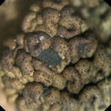 Toninia tristis image