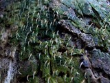 Multiclavula mucida image