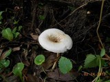 Lentinus tigrinus image