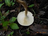 Lentinus tigrinus image