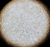 Entoloma nigroviolaceum image