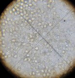 Entoloma nigroviolaceum image