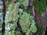 Physconia leucoleiptes image