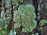 Physconia leucoleiptes image
