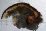 Toninia tristis image