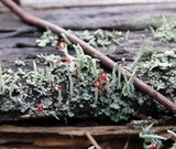 Cladonia transcendens image
