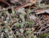 Cladonia cervicornis image
