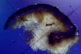 Toninia tristis image