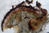 Toninia tristis image