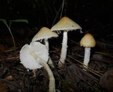 Lepiota clypeolaria image