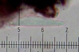 Toninia tristis image