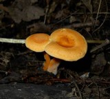 Hygrophoropsis aurantiaca image