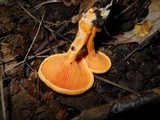 Hygrophoropsis aurantiaca image