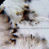 Toninia tristis image