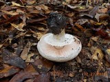 Agaricus alligator image