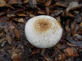 Agaricus alligator image
