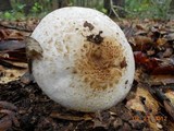 Agaricus alligator image
