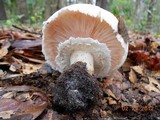 Agaricus alligator image