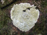 Porpidia albocaerulescens var. albocaerulescens image