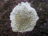 Porpidia albocaerulescens var. albocaerulescens image