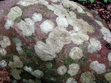 Porpidia albocaerulescens var. albocaerulescens image