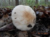 Agaricus alligator image