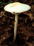 Amanita brunnescens image