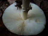 Amanita brunnescens image