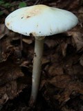 Amanita brunnescens image