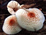 Lepiota cristata image