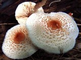 Lepiota cristata image