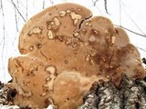 Perenniporia fraxinophila image