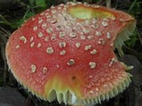 Amanita parcivolvata image