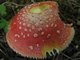 Amanita parcivolvata image