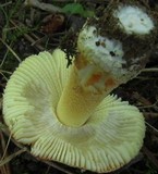 Amanita parcivolvata image