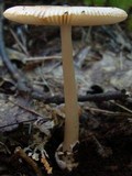 Amanita amerifulva image