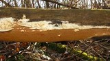 Trametopsis cervina image