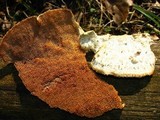 Trametopsis cervina image