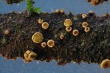 Velutarina rufo-olivacea image