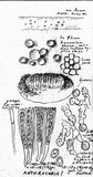 Velutarina rufo-olivacea image