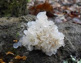 Tremella fuciformis image