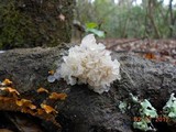 Tremella fuciformis image
