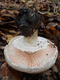 Agaricus alligator image