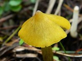 Hygrocybe cinereifolia image