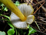 Hygrocybe cinereifolia image