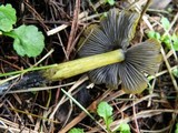Hygrocybe cinereifolia image