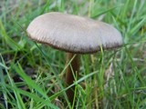 Entoloma sericeum image